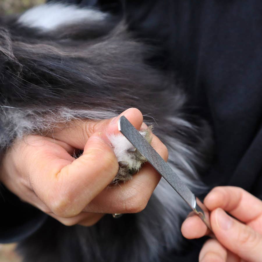 Pet Grooming Set