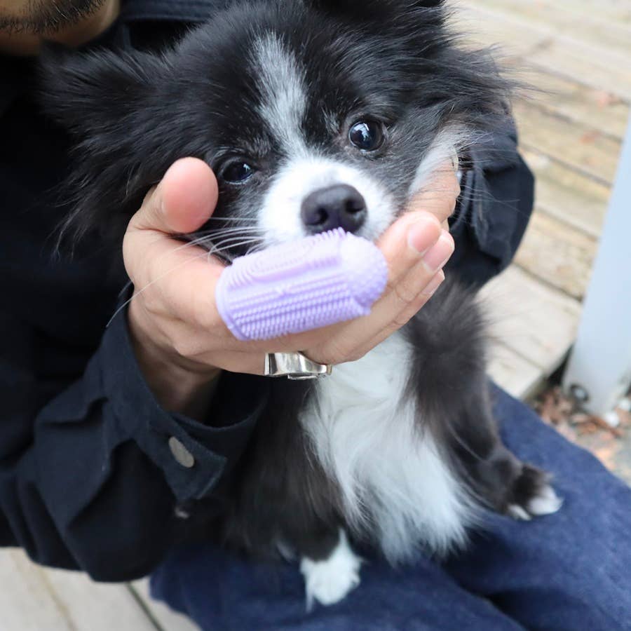 Pet Grooming Set